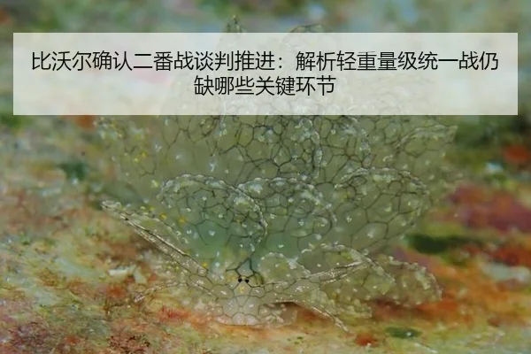 比沃尔确认二番战谈判推进：解析轻重量级统一战仍缺哪些关键环节